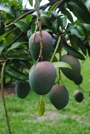 Mango Kent