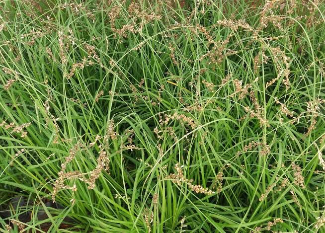 Anthuricum Grass