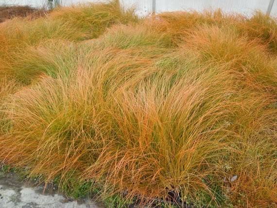 Carex Testacea