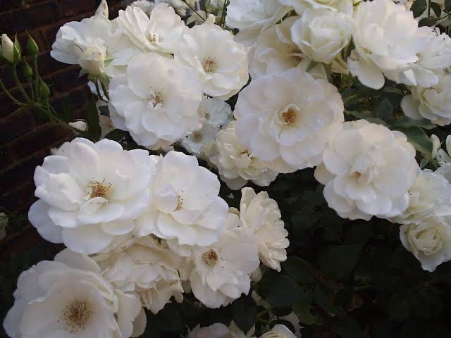 Rose Iceberg