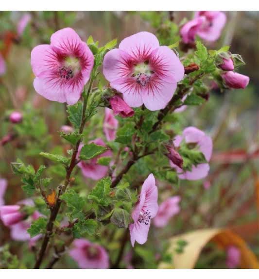 Anisodontea Scabrosa