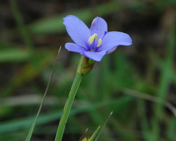 Aristea