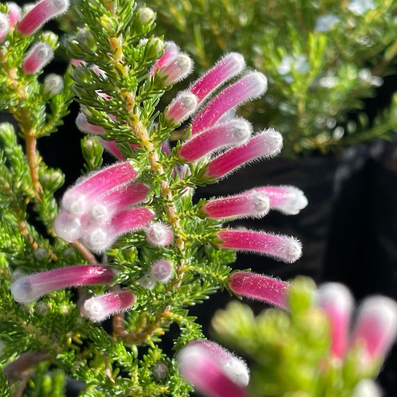 Erica Perspicua