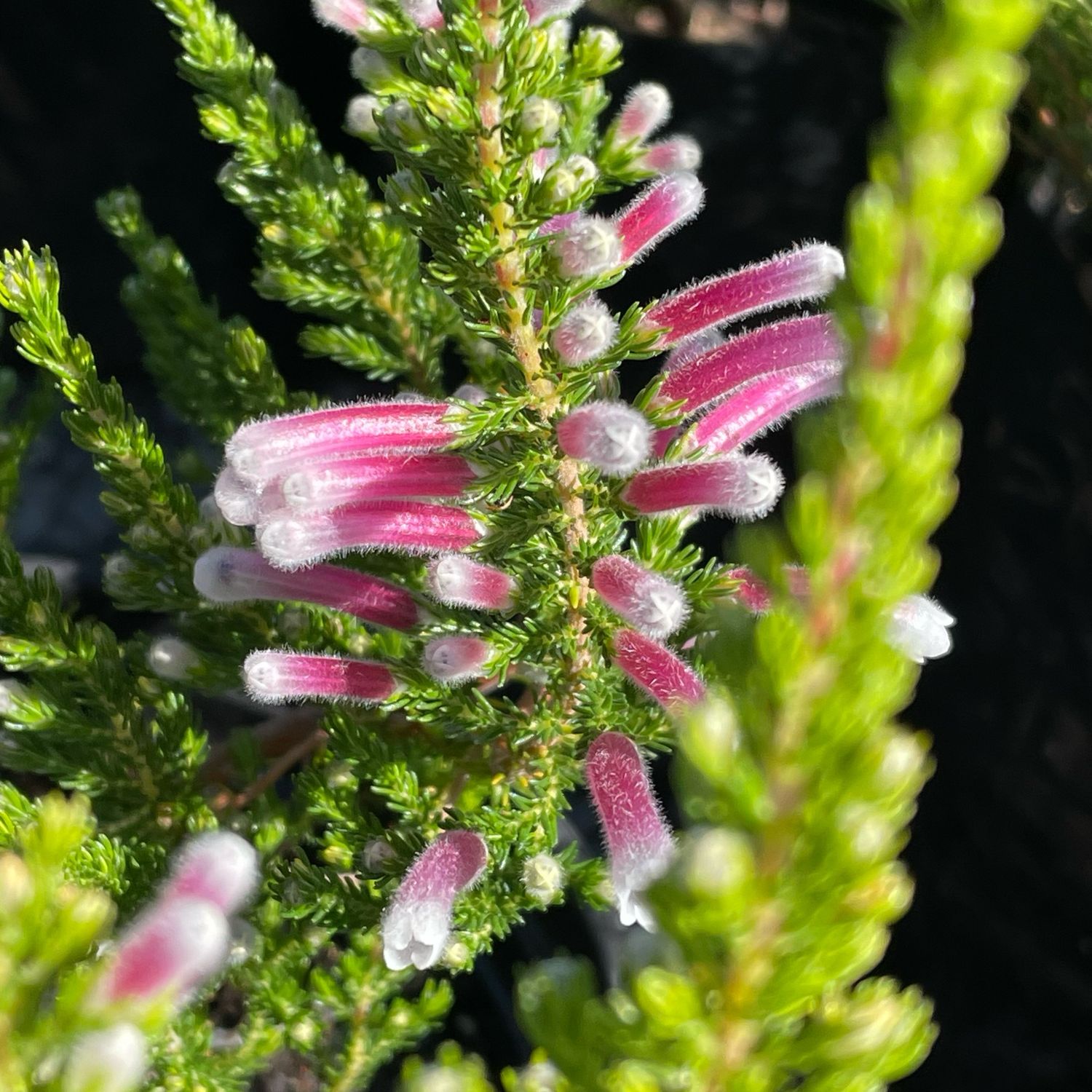 Erica Perspicua