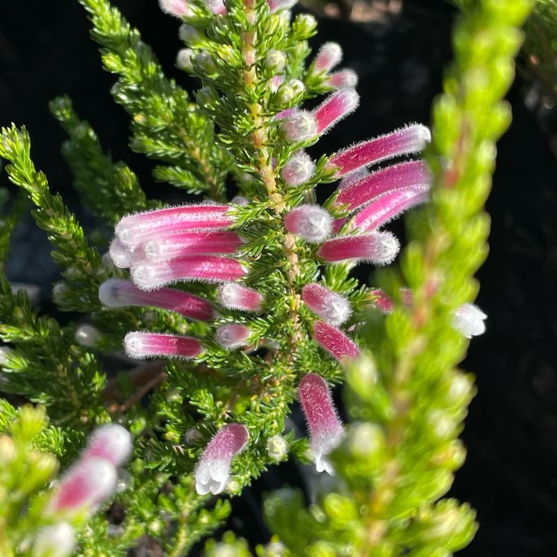 Erica Perspicua