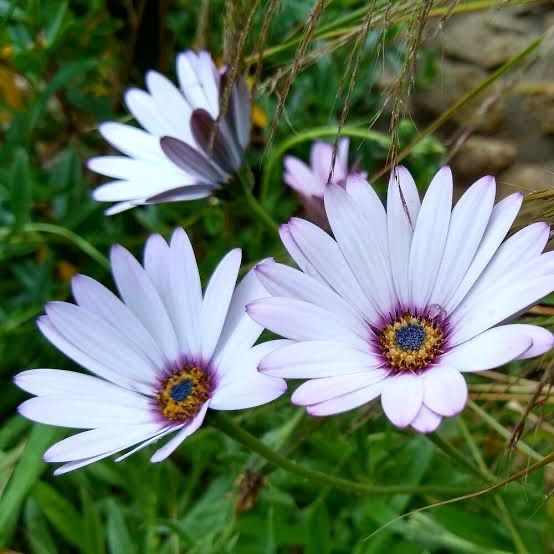 Osteospermum Jucundum