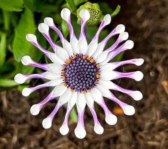 Osteospermum Whitsend