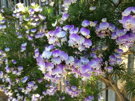 Psoralea Pinnata