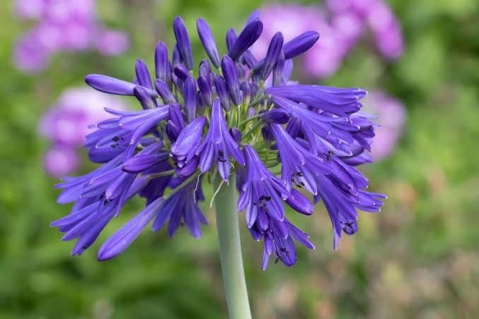 Agapanthus Hanneke