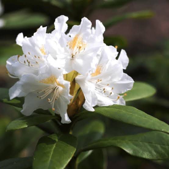 Azalea Alba