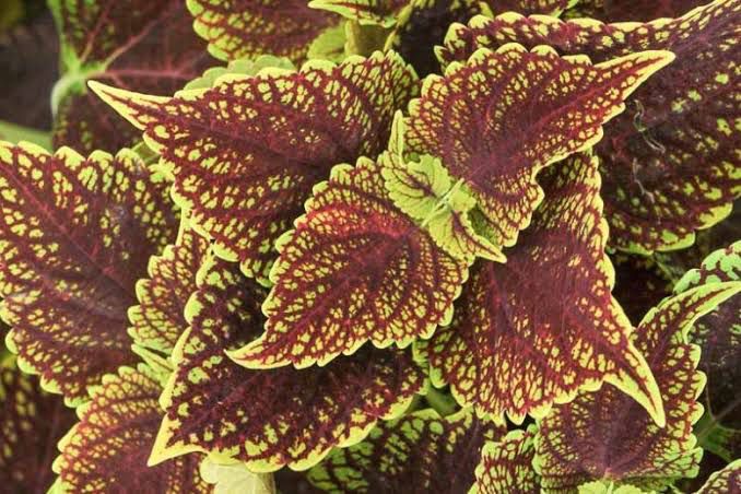 Coleus Coleosaurus