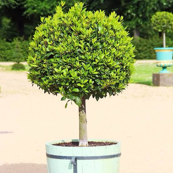 Ficus Microcarpa Standard