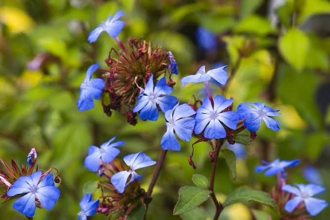 Ceratostigma Willmottianum
