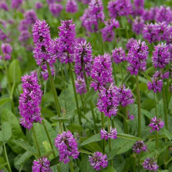 Stachys Monieri Hummelo