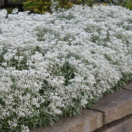 Anaphalis Sommerschnee
