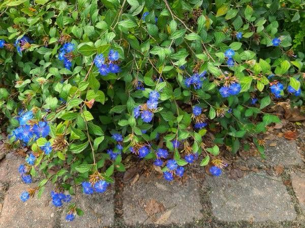 Ceratostigma Willmottianum