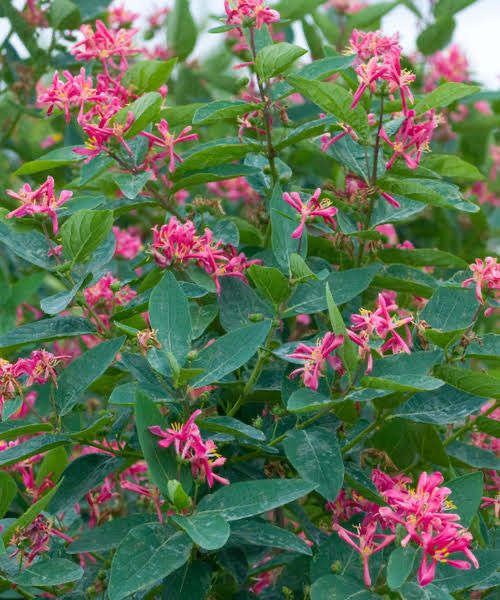 Lonicera Tatarica Zabelii