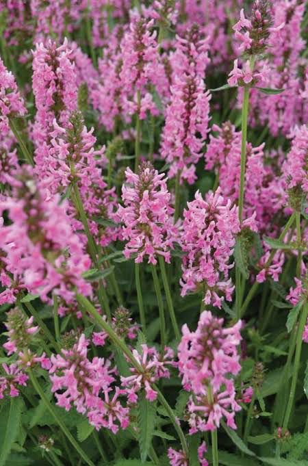 Stachys Off. Pink Cot Candy