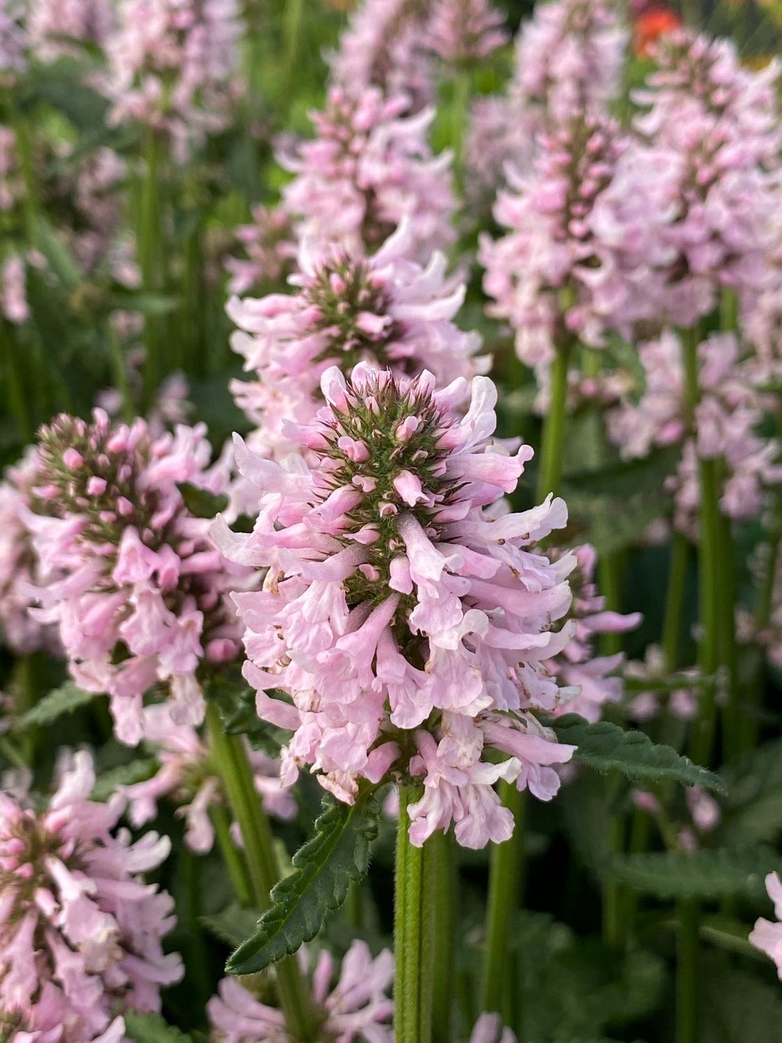 Stachys Off. Summer Sweets
