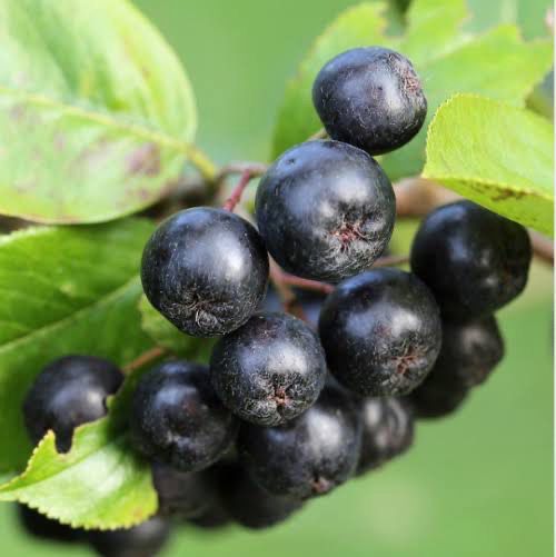 Berry Aronia