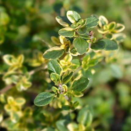 Thymus Anderson