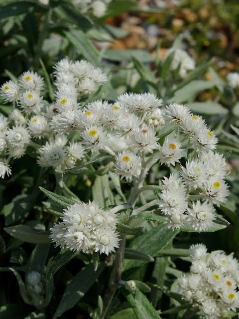 Anaphalis Sommerschnee