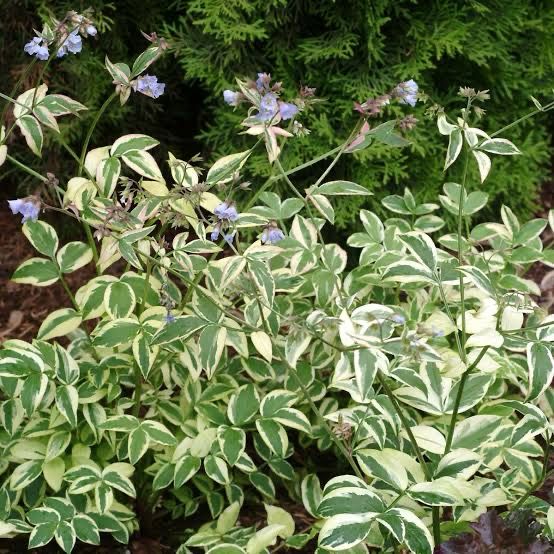 Polemonium Stairway To Heaven