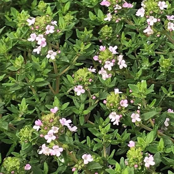 Thymus Fredo