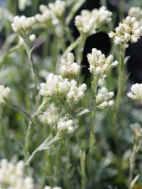 Antennaria dioica ‘Alba’