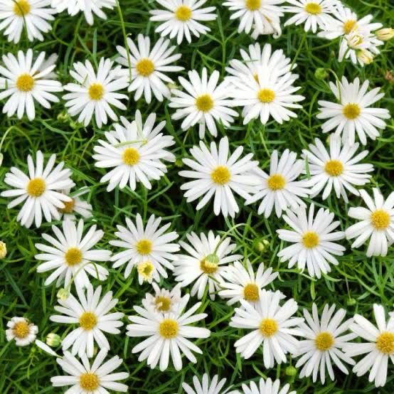Brachyscome MNP White