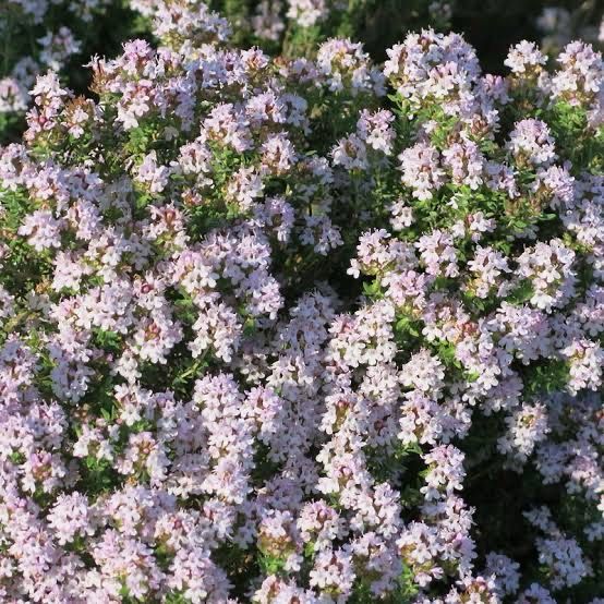 Thymus Fredo