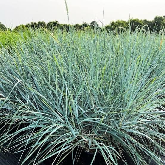 Leymus Blue Dune