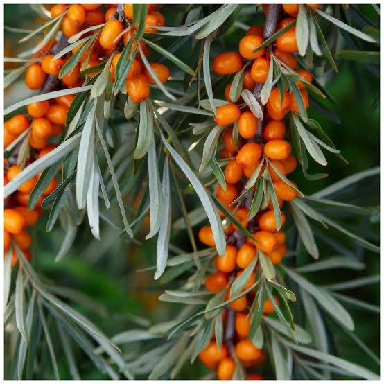 Hippophae Rhamnoides