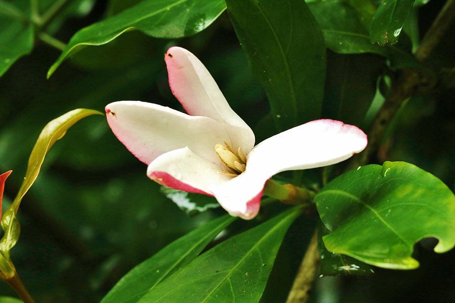 Hyperacanthus Amoenus
