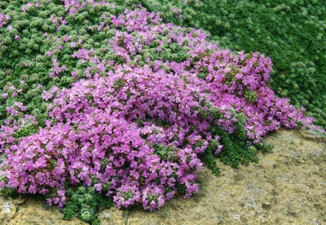 Thymus Sambezi