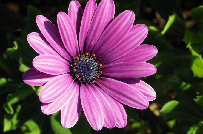 Osteospermum Springstar Purple