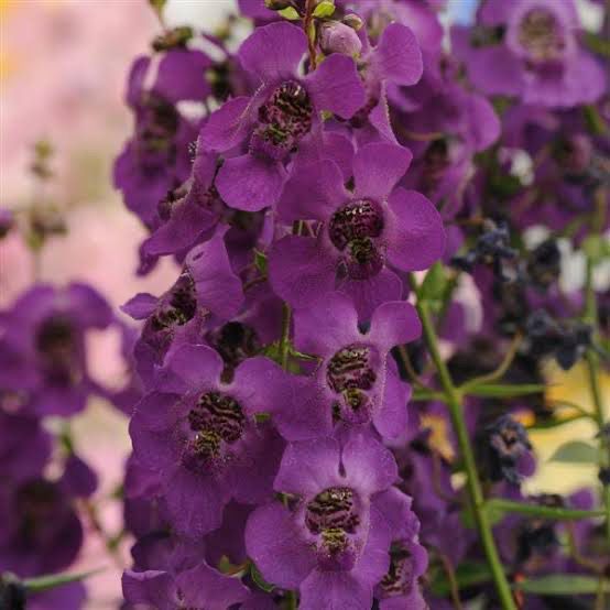 Angelonia Dark Purple