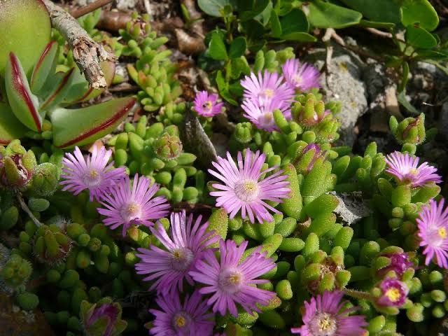 Lampranthus Emarginates