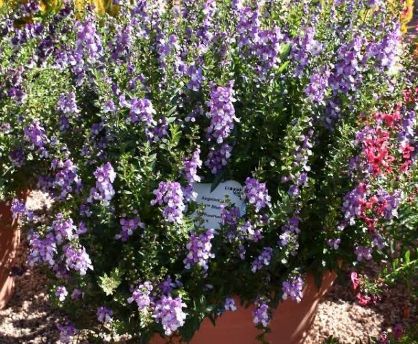 Angelonia Blue Bicolor