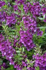 Angelonia Dark Purple