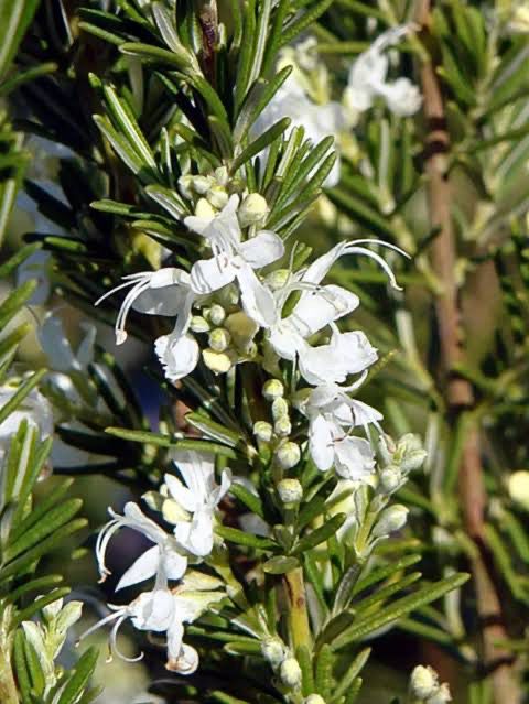 Rosmarinus off. Lady in White