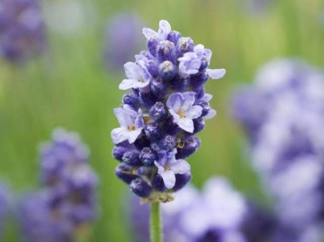 Lavandula Thumbelina Leigh