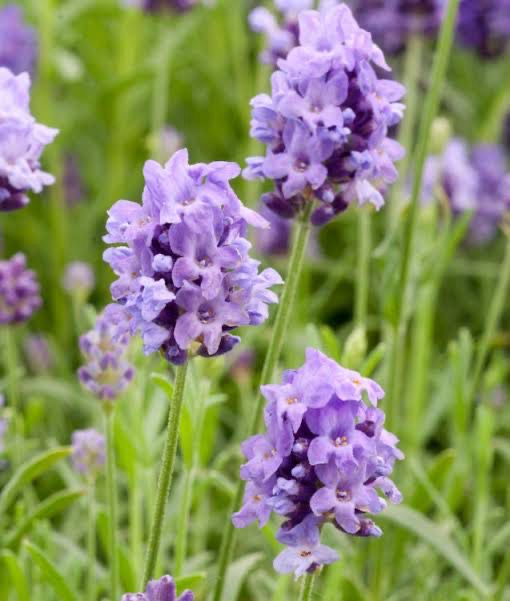 Lavandula Thumbelina Leigh