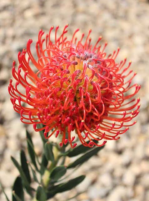 Leucospermum Ayoba Rouge