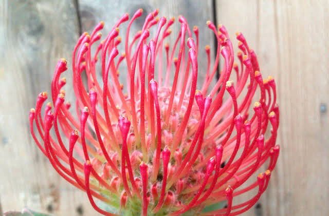 Leucospermum Ayoba Rojo