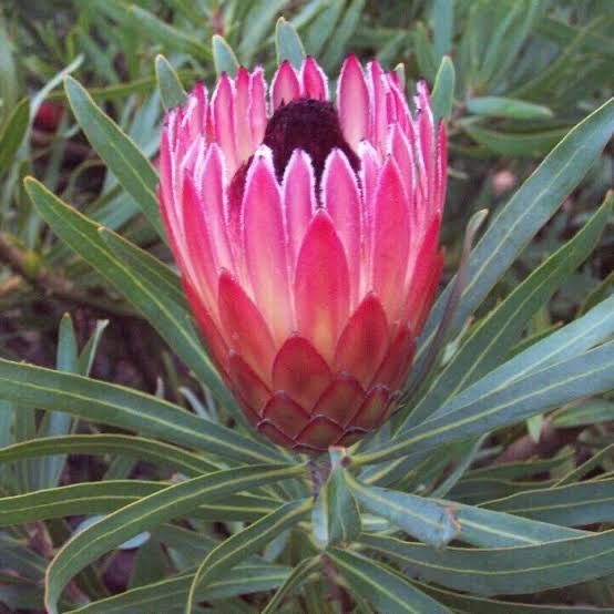 Protea Pixie