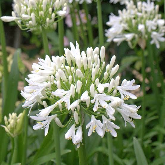 Agapanthus Pixie White