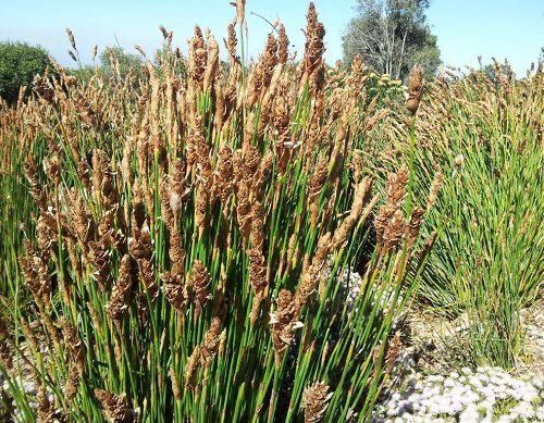 Elegia Fistulosa