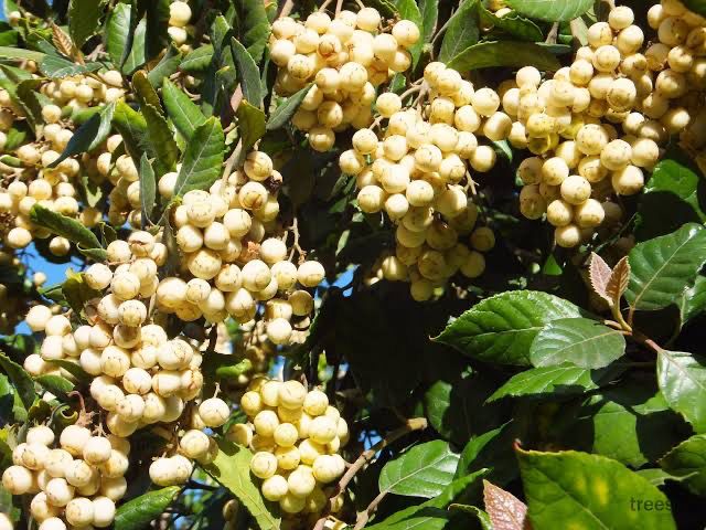 Curtisia dentata