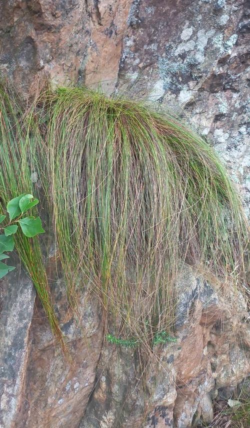 Ficinia Acuminata